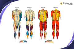 Springbok Analytics zapewnia analizę mięśni 3D opartą na sztucznej inteligencji. (Źródło: Springbok Analytics)