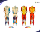 Springbok Analytics zapewnia analizę mięśni 3D opartą na sztucznej inteligencji. (Źródło: Springbok Analytics)