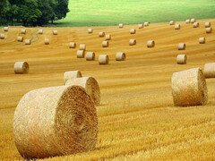 Im więcej, tym lepiej nie zawsze jest słuszne - nawet w rolnictwie. (Zdjęcie: pixabay/ybernardi)