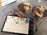 Dwie komórki pamięci grzybkowej zostały podłączone do płytki rozwojowej mikrokontrolera Arduino UNO w celu przeprowadzenia testów. (Źródło zdjęcia: LaRocco, J. et al. via PLOS One)