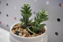 Ten nadruk wygląda przekonująco!