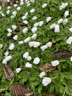 Obraz z kamery głównej