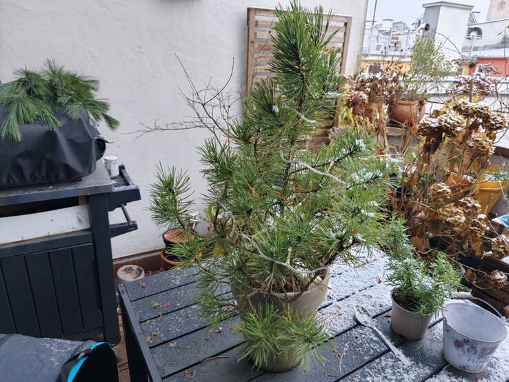 Zdjęcie rośliny z Oppo Find X9.