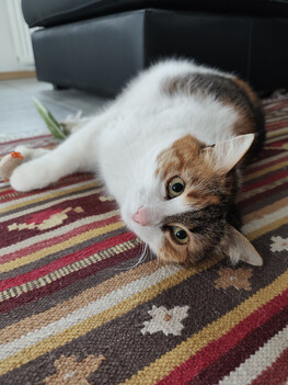 Nagrywanie za pomocą kamery głównej