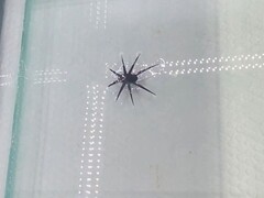 HydroBuckler w akcji (źródło zdjęcia: naukowcy)