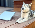 Starlink Mini obok mini husky (zdjęcie: Michael Nicolls/X)