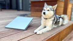 Starlink Mini obok mini husky (zdjęcie: Michael Nicolls/X)