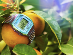 Zegarek Timex 80 36 mm (na zdjęciu) z rozszerzanym paskiem ze stali nierdzewnej. (Źródło zdjęcia: Timex)