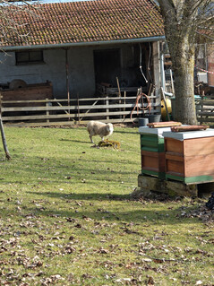 Kamera główna (6-krotny zoom)