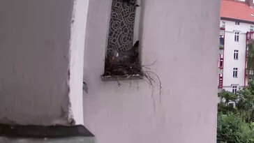 Gołąb gniazdujący, powiększenie 4x