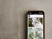 Smartfon na szarej powierzchni z galerią zdjęć kotów i kwiatów na ekranie