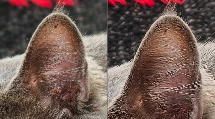 Porównanie jest jasne. Po lewej: Z telekonwerterem przy 400 mm. Po prawej: Bez telekonwertera