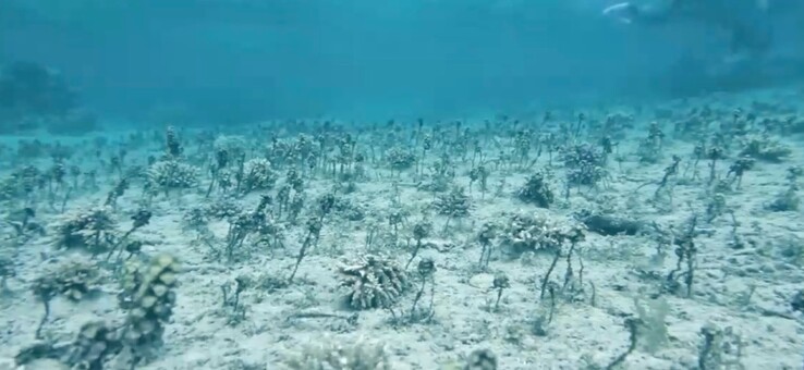 Bez trybu oceanicznego