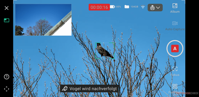 Wyświetlacz aplikacji do automatycznego przechwytywania ptaków (źródło obrazu: Marc Zander / Notebookcheck)