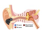 APG wykorzystuje ultradźwięki modulowane przez zmiany ciśnienia w przewodzie słuchowym (Źródło obrazu: Google Research)