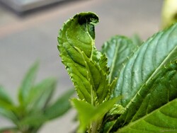 Makro wykonane głównym aparatem