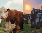 Zrzut ekranu z aktualizacji Minecraft Tiny Takeover porównujący krowy w grze z prawdziwymi krowami