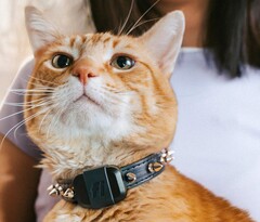 Tracker Fi Mini umożliwia właścicielom śledzenie kondycji i lokalizacji swoich zwierząt. (Źródło zdjęcia: Fi)