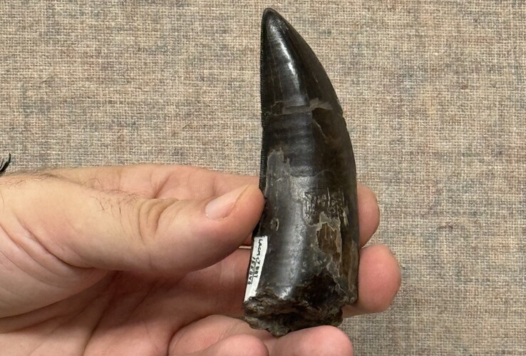 Jeden z zębów T. rex wykorzystanych przez naukowców