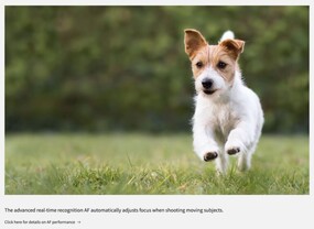 Zdjęcie ilustrujące sposób, w jaki system AF namierza poruszające się obiekty (źródło zdjęcia: Photo Rumors)