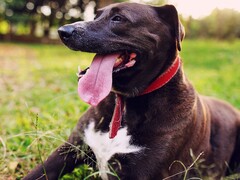 Pies wystawiający język z pyska (źródło zdjęcia: Silvana Carlos via Unplash; przycięte)