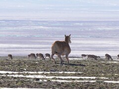 Robot antylopa opracowany przez Deep Robotics przemierza tybetańskie wyżyny od końca lipca. (Źródło zdjęcia: Globaltimes)