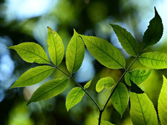 Wykorzystanie natury jako modelu do uzyskania większej ilości energii ze światła. (Zdjęcie: pixabay/MabelAmber)