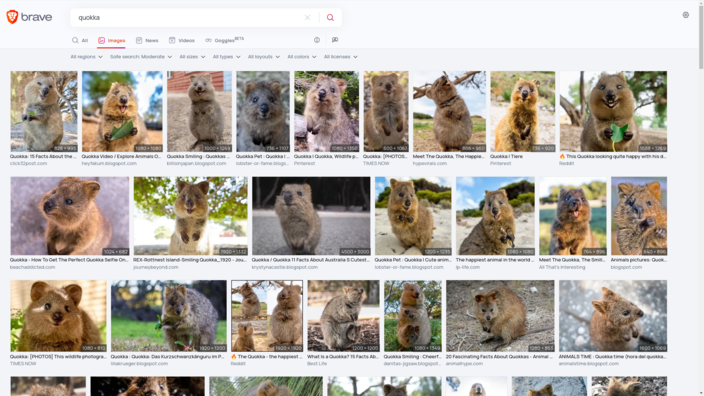 Wyszukiwanie obrazów dla "Quokka" z Brave