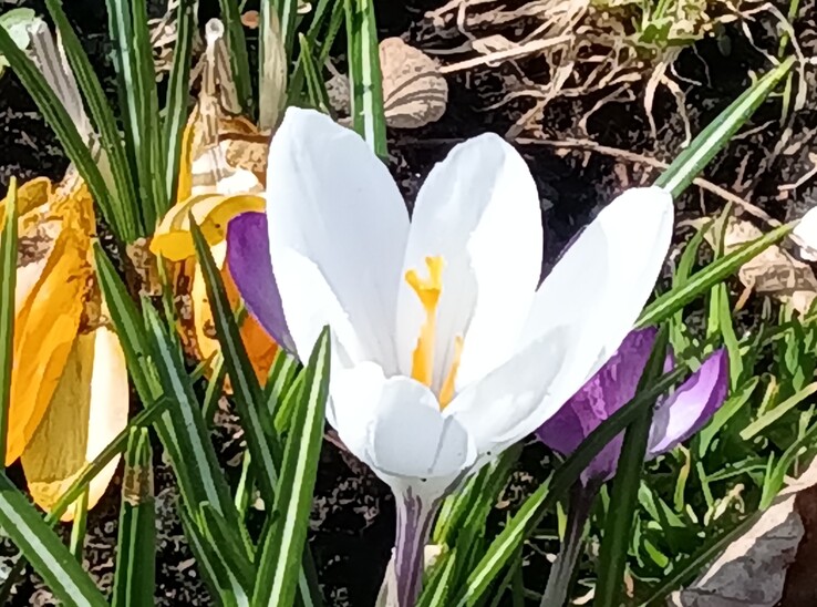 Lenovo Tab K11 Gen 2: Główny aparat z 8-krotnym zoomem