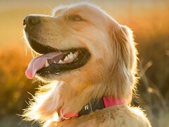 Obroża fitness Fi Series 3+ umożliwia właścicielom psów śledzenie lokalizacji i stanu zdrowia ich pupili. (Źródło zdjęcia: Fi)