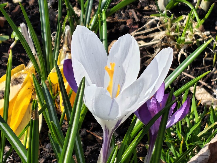 Motorola Edge 70 Fusion: Główny aparat z 8-krotnym zoomem