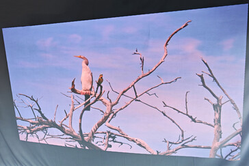 Zewnętrzny ekran projekcyjny (światło dzienne) (Źródło obrazu: Daniel Schmidt)