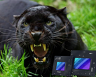 Panther Lake może wystartować w 2025 roku z szybkimi procesorami iGPU Xe3. (Źródło obrazu: iStock + Intel)