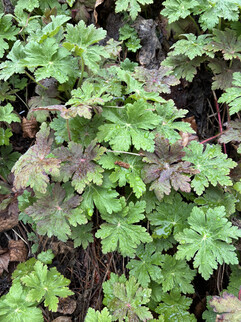 Obraz z kamery głównej