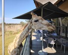 Park Lwa i Safari: Żyrafa zdecydowała się dołączyć na lunch (źródło zdjęcia: Darryl Linington - Notebookcheck)