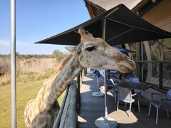 Park Lwa i Safari: Żyrafa zdecydowała się dołączyć na lunch (źródło zdjęcia: Darryl Linington - Notebookcheck)
