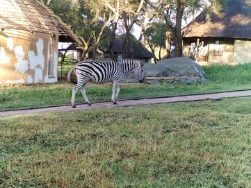 Samotna zebra wędrująca po okolicy (źródło zdjęcia: Darryl Linington - Notebookcheck)