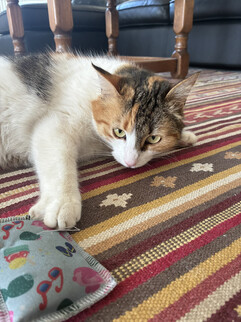 Obraz z kamery głównej